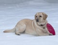 Yellow labrador Royalty Free Stock Photo