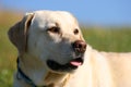 Yellow Labrador Portait