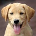 Yellow labrador puppy