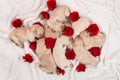 Yellow labrador puppy dog litter - newborn doggies with red carnation flowers Royalty Free Stock Photo