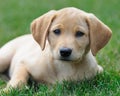 Yellow labrador puppy on lawn