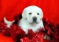 Yellow labrador puppy with New Year (Christmas) toys Royalty Free Stock Photo