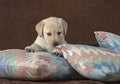 Yellow Labrador Puppy on Pastel Geometric Pillows