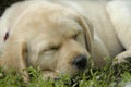 Yellow Labrador puppy sleeping in green grass Royalty Free Stock Photo