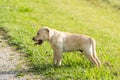 Yellow Labrador Puppy Yawning Tiredly Royalty Free Stock Photo