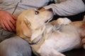 Yellow labrador retriever dog enjoys company of his owner sitting on a couch together and petting lovely dogs. Owner having fun.