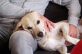 Yellow labrador retriever dog enjoys company of his owner sitting on a couch together and petting lovely dogs. Owner having fun.