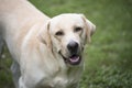 Yellow labrador retriever dog in park on green lawn Royalty Free Stock Photo