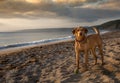 Yellow labrador Retriever dog standing on a Cornish beach at sunset looking, fit and healthy during a dog an early morning dog Royalty Free Stock Photo