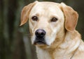 Yellow Labrador Retriever Dog Royalty Free Stock Photo