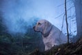 Yellow Labrador Retriever in a foggy and dark forest in Finland.