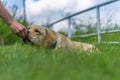 Yellow labrador retriever on green grass lawn Royalty Free Stock Photo