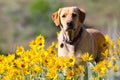 Yellow Labrador retriever hiking in wildflowers in the foothills above Boise, Idaho Royalty Free Stock Photo