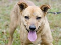 Yellow Lab mixed breed dog panting Royalty Free Stock Photo