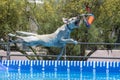 Yellow Labrador Retriever over the water catching a toy Royalty Free Stock Photo