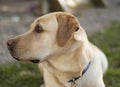 Yellow labrador Retriever portrait