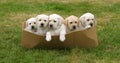 Yellow Labrador Retriever, Puppies Playing in a Basket, Normandy in France Royalty Free Stock Photo