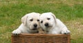 Yellow Labrador Retriever, Puppies Playing in a Basket, Normandy in France Royalty Free Stock Photo