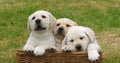 Yellow Labrador Retriever, Puppies Playing in a Basket, Normandy in France Royalty Free Stock Photo