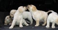 Yellow Labrador Retriever, Puppies in the Trunk of a Car, Licking the Nose, Normandy in France