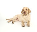 Yellow Labrador Retriever Puppy Royalty Free Stock Photo