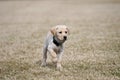 Focused Yellow Lab Puppy Points