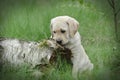 Yellow labrador retriever puppy Royalty Free Stock Photo