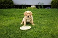 Yellow Labrador Retriever Puppy Royalty Free Stock Photo