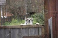 Yellow Labrador Retriever puppy looking over wood board Royalty Free Stock Photo