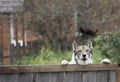 Yellow Labrador Retriever puppy looking over wood board Royalty Free Stock Photo