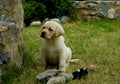 Yellow Labrador Retriever puppy Royalty Free Stock Photo