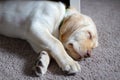 Yellow Labrador Retriever puppy sleeping Royalty Free Stock Photo