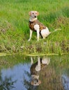 Yellow Labrador Retriever sitting by a pond ready to be trained
