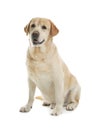 Yellow labrador retriever sitting on white