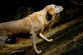Yellow Labrador retriever waiting for the order Royalty Free Stock Photo