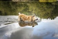 Yellow Labrador shaking water off himself in a lake Royalty Free Stock Photo