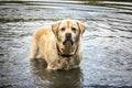 Yellow Labrador standing in a lake looking directly at the camera in autumn Royalty Free Stock Photo