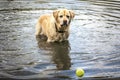 Yellow Labrador standing in a lake looking directly at his ball Royalty Free Stock Photo