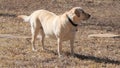 A yellow labrador standing with attention.