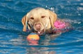 Yellow Labrador swimming with his ball Royalty Free Stock Photo