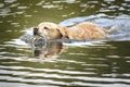 Yellow Labrador swimming in a lake retrieving his tennis ball Royalty Free Stock Photo