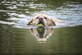 Yellow Labrador swimming in a lake retrieving his tennis ball Royalty Free Stock Photo