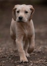 Yellow labrador walking along the path