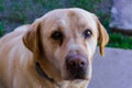 Yellow labrador watching at the camera Royalty Free Stock Photo