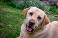 Yellow labrador watching directly at the camera Royalty Free Stock Photo