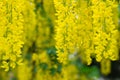 Yellow laburnum anagyroides,common laburnum, golden chain or golden rain flowers Royalty Free Stock Photo