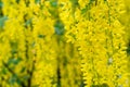 Yellow laburnum anagyroides,common laburnum, golden chain or golden rain flowers Royalty Free Stock Photo