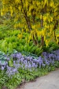 Yellow laburnum tree in spring garden Royalty Free Stock Photo