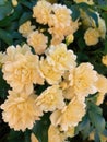 Yellow Lady Banks, Rosa Banksiae Roses Closeup.