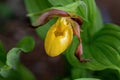 Yellow lady`s slipper or moccasin flower blooming in springtime.